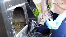 Polluelos de pingüinos adorables nacieron en el zoo de Chester