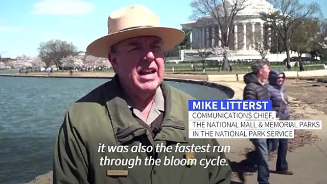 Early peak bloom for cherry blossom trees in Washington spell climate change