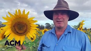 Aaron Sanderson, Gayndah in a sunflower crop | Queensland Country Life | 21/03/24