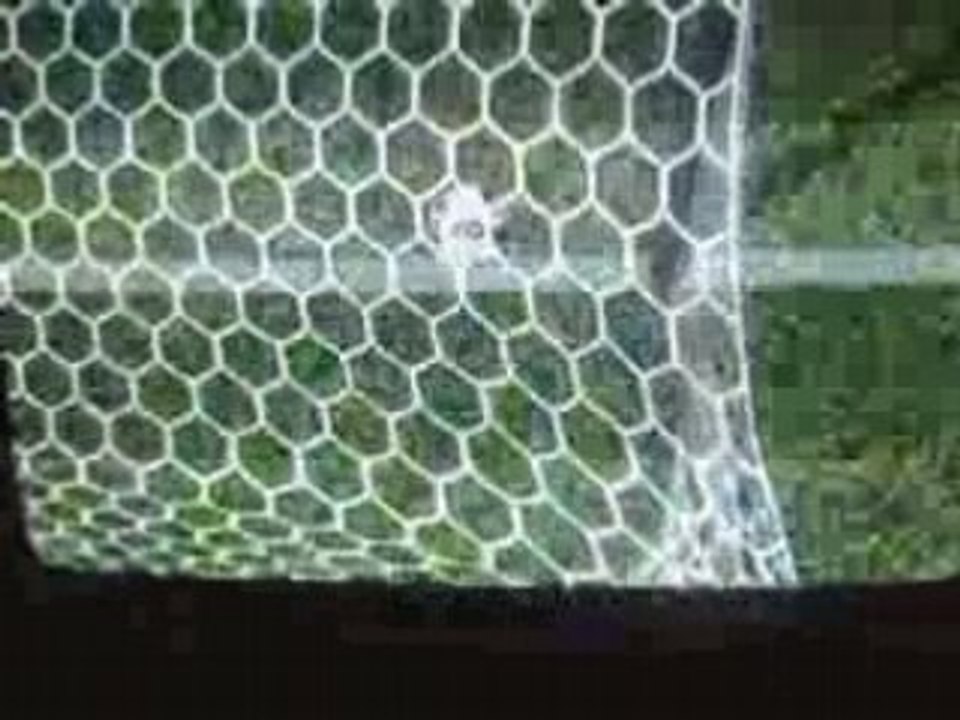 talonade de rooney