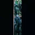 Dawn Of The Planet Of The Apes  Official Movie SNEAK PEEK 2014 HD  Keri Russell Andy Serkis Movie