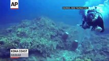 RAw  Hawaii Scuba Divers Face Off Over Aquarium Fish