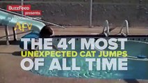 Los mejores saltos sorpresa de gatos de todos los tiempos