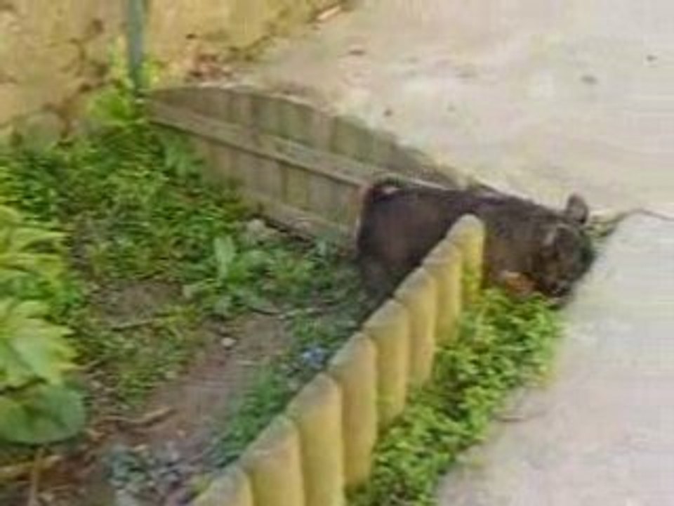 Griffon belge à 8 semaines ( Brussels Griffon )