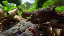 Sự thật về loài rắn nhỏ bé bị cho là độc đến mức 