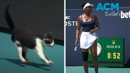 Runaway cat interrupts Venus Williams on court