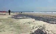 Medusas muertas cubren playas de Rosarito, BC