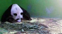 3 pandas Gigantes nacen en Zoologico de China