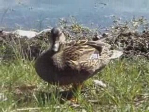 Canards étang blanc Seignosse avril 2008