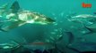 Captado en Video Tiburón blanco ataca a otro gran tibrón blanco
