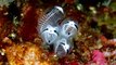 Adorable 'panda skeleton' sea squirt identified as new species