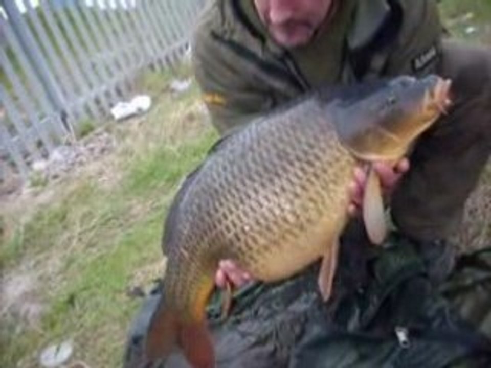23lb common