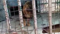 Rescatan a León Africano en Iztapalapa