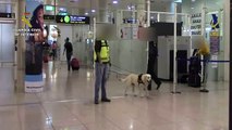 Perro detecta 4 kilos de cocaína en Aeropuerto de Barcelona
