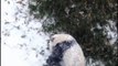 Bebé panda juega en la nieve por primera vez