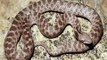 Aparece en México serpiente extinta hace 78 años