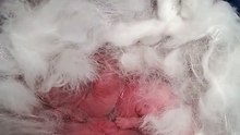 new born bunnies
