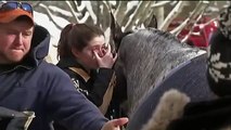 15 caballos rescatados después Granero se derrumbo