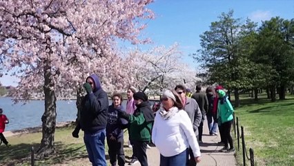 Washington DC bids farewell to cherry blossom tree 'Stumpy'