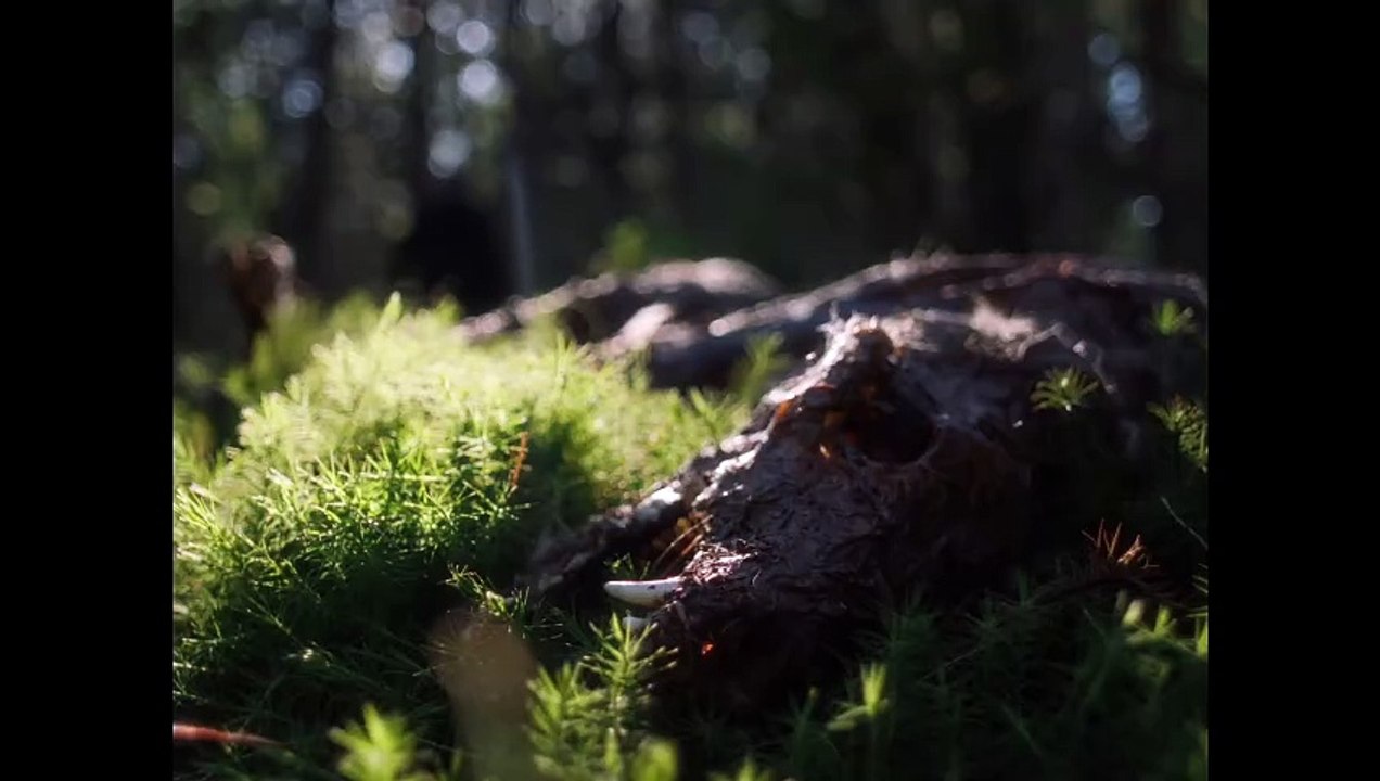 In a Violent Nature Trailer