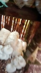 oysters mushroom production