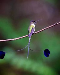 Dans le nord du Pérou vit une incroyable espèce de colibri !