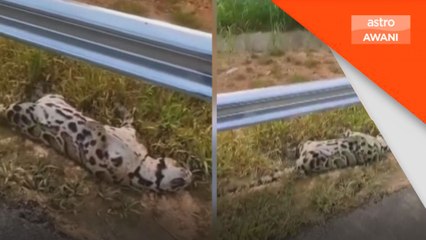 Harimau dahan mati di WCE, dipercayai dilanggar kenderaan