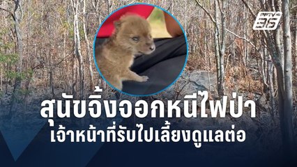 ลูกสุนัขจิ้งจอก หนีไฟป่าในพื้นที่ทับลาน | PPTV Online
