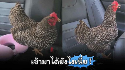 หนุ่มสุดงง ไก่ขึ้นมาในรถตอนไหน ? แถมมาไข่ไว้ให้อีก 1 ฟอง