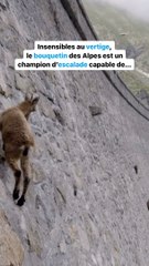 Cet animal défie les lois de la gravité !