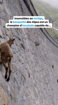 Cet animal défie les lois de la gravité !