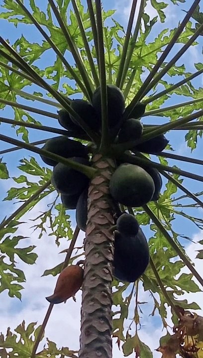 papaya plant!