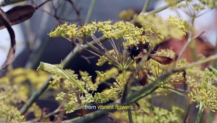 The Dove and The Bee_ A Heartwarming Tale of Frien 2