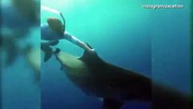 Zac Efron y Adam Devine nadando con tiburones en Hawaii