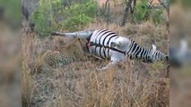 VIDA SALVAJE: Zebra muerta llena de fluidos a leopardo que se lo comia