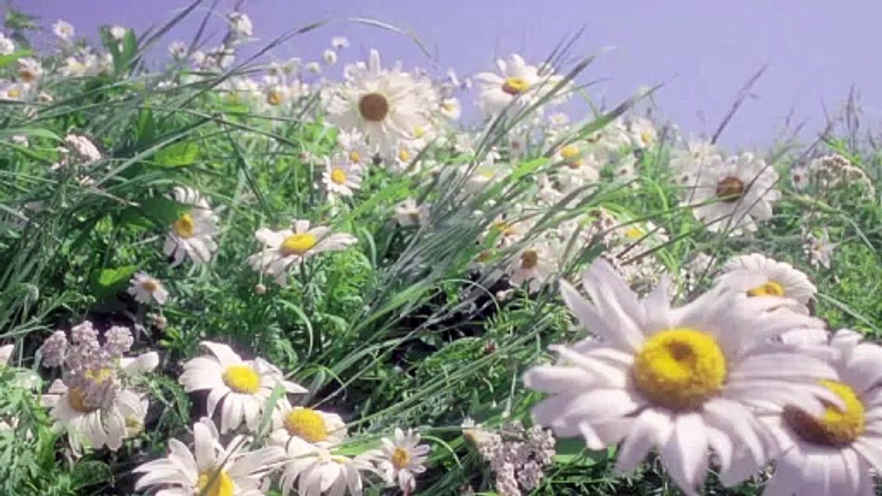A bouquet of daises