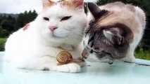 Un par de gatos y un caracol se estan robando el corazón de los internautas