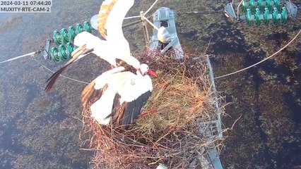 Caméras Cigognes 2024 : Le Retour du Couple Sur le Nid2 🦩