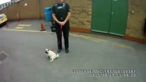 Reacción de un perro robado al reencontrarse con su dueña