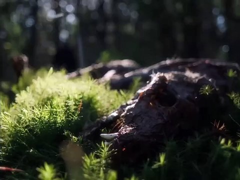 In A Violent Nature Bande-annonce VO