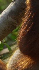 ECTLS - Pour les singes ne peuvent pas parler ?