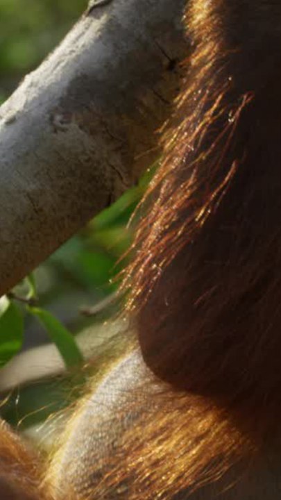 ECTLS - Pour les singes ne peuvent pas parler ?