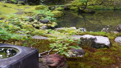 Japanese garden. Beautiful moss garden. Jokanen Garden.Jardin japonais, beau jardin de mousse et Jokanen.