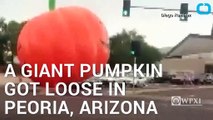 Calabaza inflable gigante aterroriza Arizona