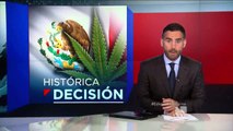 Las reacciones en méxico ante la legalización de la Marihuana