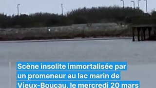 Insolite : un chevreuil prend un bain matinal à Vieux-Boucau (Landes)