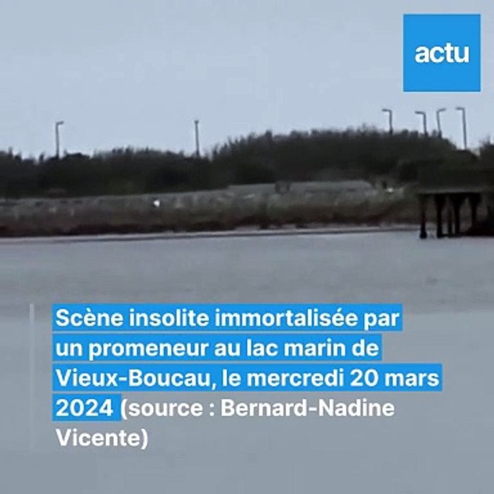 Insolite : un chevreuil prend un bain matinal à Vieux-Boucau (Landes)