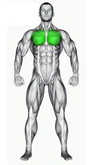 Effective Cable Chest Workout for Beginners #chestworkout