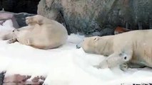 Let it Snow! Let it Snow! An Arctic Surprise for the San Diego Zoo’s Polar Bears