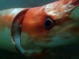 Gigante calamar nadando en costas de japon